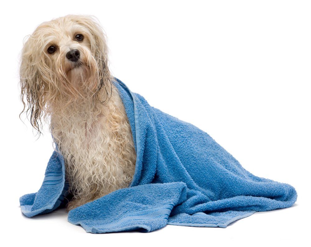 Furry Puppy After Bath — Barkingham Mobile Pet Spa — Nottingham, NH
