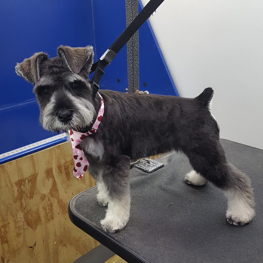 Mobile Groomers - Nottingham, NH – Barkingham Mobile Pet Spaw