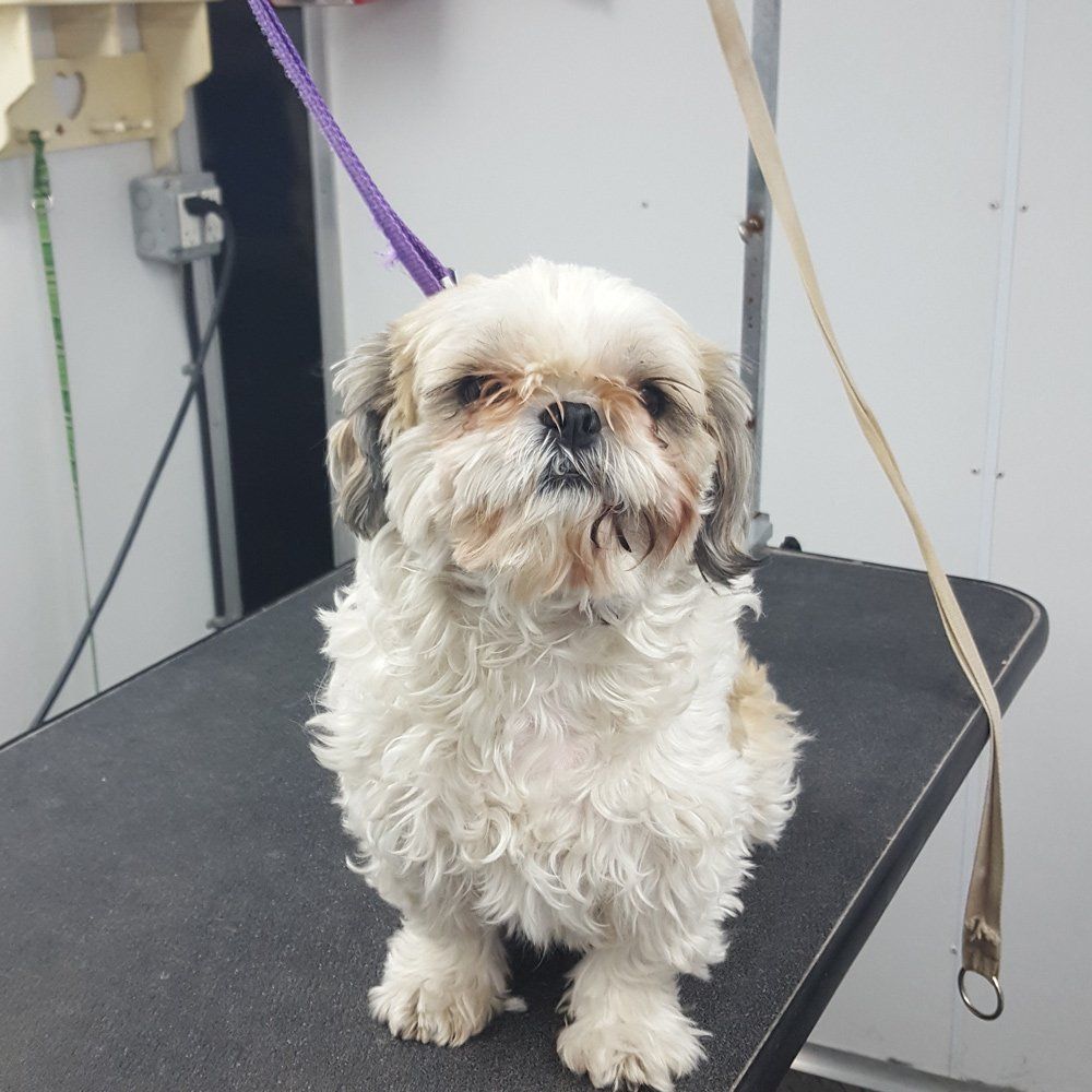 Flurry White Shitsu — Barkingham Mobile Pet Spa — Nottingham, NH