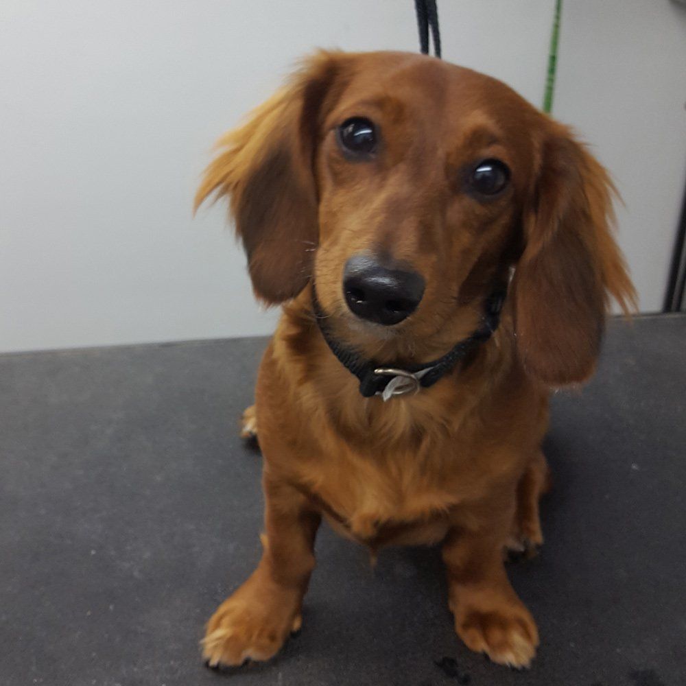Brown Dog Under The Table — Barkingham Mobile Pet Spa — Nottingham, NH