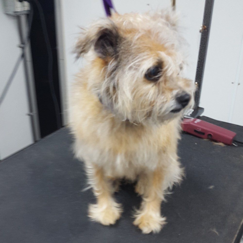 Flurry Dog Stand On the Wooden Table — Barkingham Mobile Pet Spa — Nottingham, NH