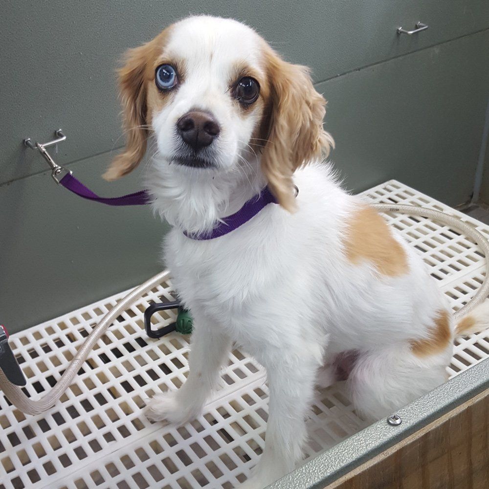 Furry Dog Under The White Chair — Barkingham Mobile Pet Spa — Nottingham, NH