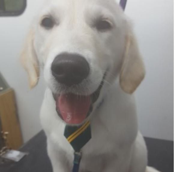 Close Up Portrait Of A Dog — Barkingham Mobile Pet Spa — Nottingham, NH