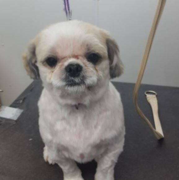 Shitsu After Bath — Barkingham Mobile Pet Spa — Nottingham, NH