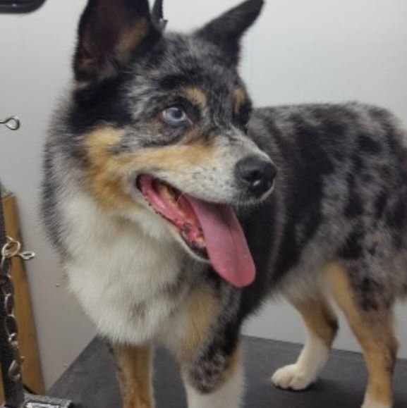 Dog Stand Under The Wooden Table — Barkingham Mobile Pet Spa — Nottingham, NH