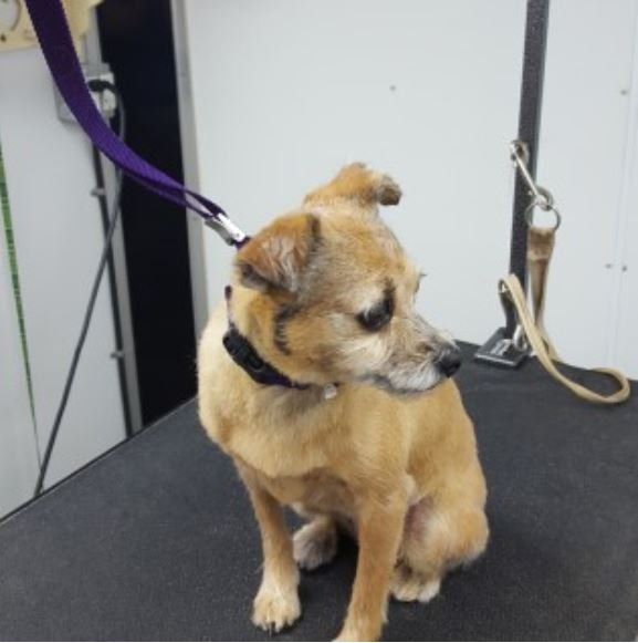Dog While Waiting On His Turn To Taking Shower — Barkingham Mobile Pet Spa — Nottingham, NH