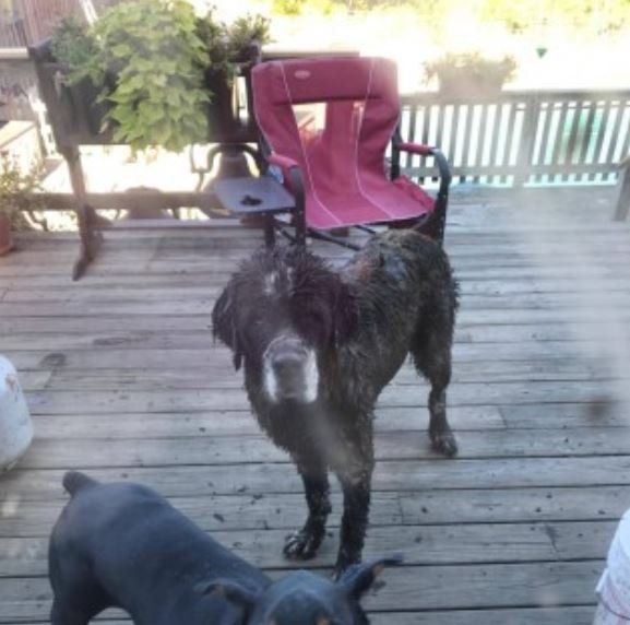 Wet Dog Under The Wooden Floor — Barkingham Mobile Pet Spa — Nottingham, NH