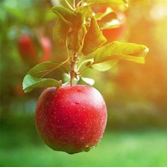 Manzana imágen