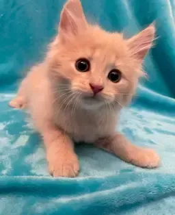 A Child enjoying a Snack