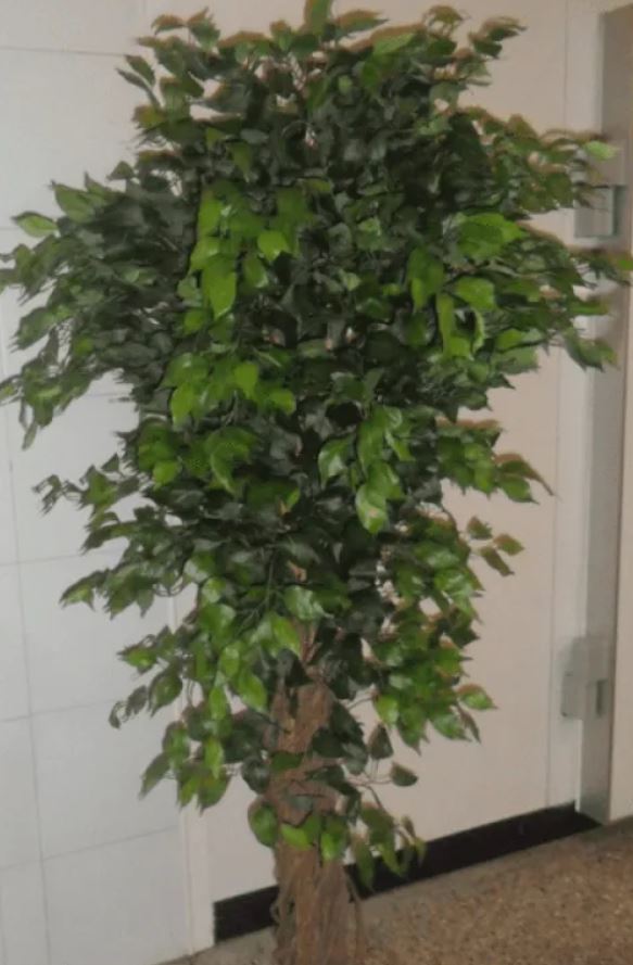 Pianta con foglie verdi