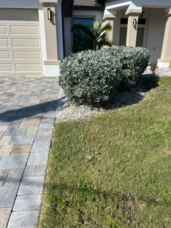 Green and silver shrub beside a paver walkway and lawn, next to a tan garage door.