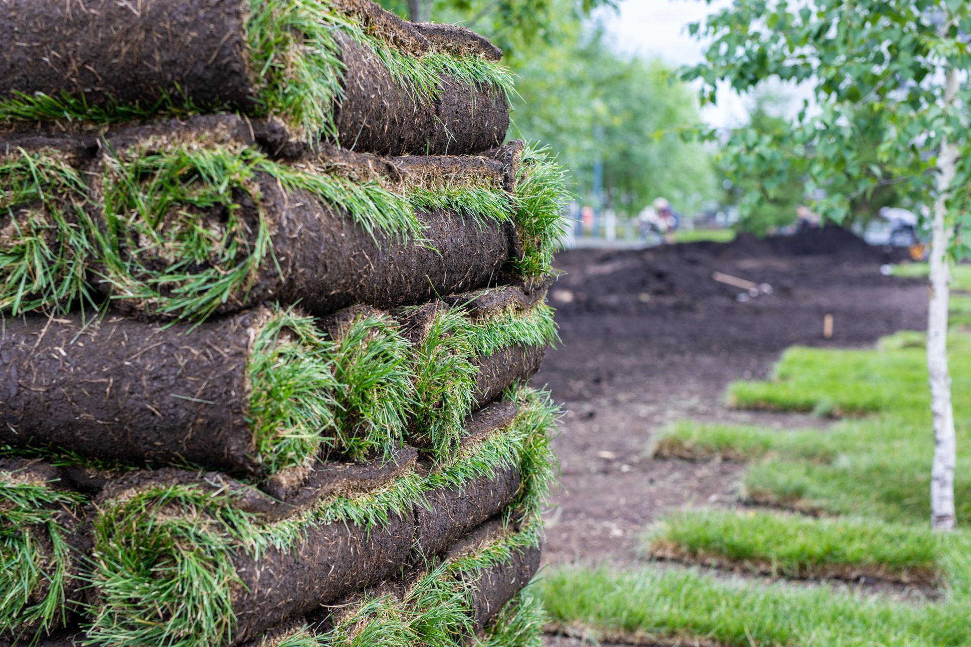 Stacked rolls of sod in a grassy outdoor area, with a dirt path and blurred trees in the background
