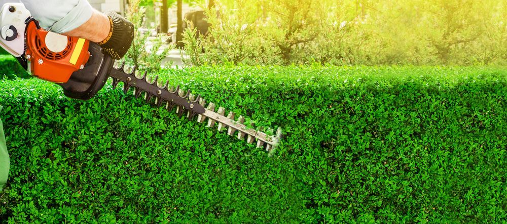 A person trimming a green hedge with an orange and black hedge trimmer outside.