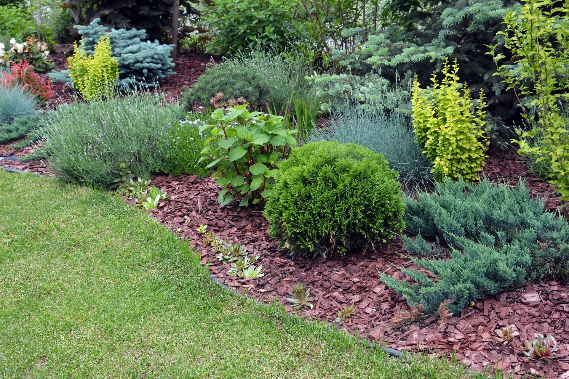 Landscaped garden bed with shrubs, yellow-green plants, and mulch beside a lawn