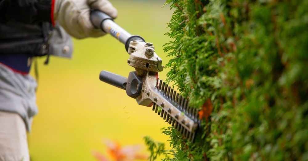 Person trimming a green hedge with an extended hedge trimmer outdoors, yellow background.