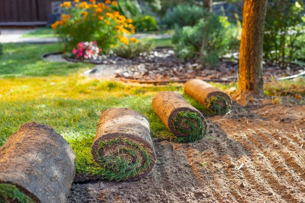 Rolls of sod laid out on freshly tilled soil in a sunny garden setting.