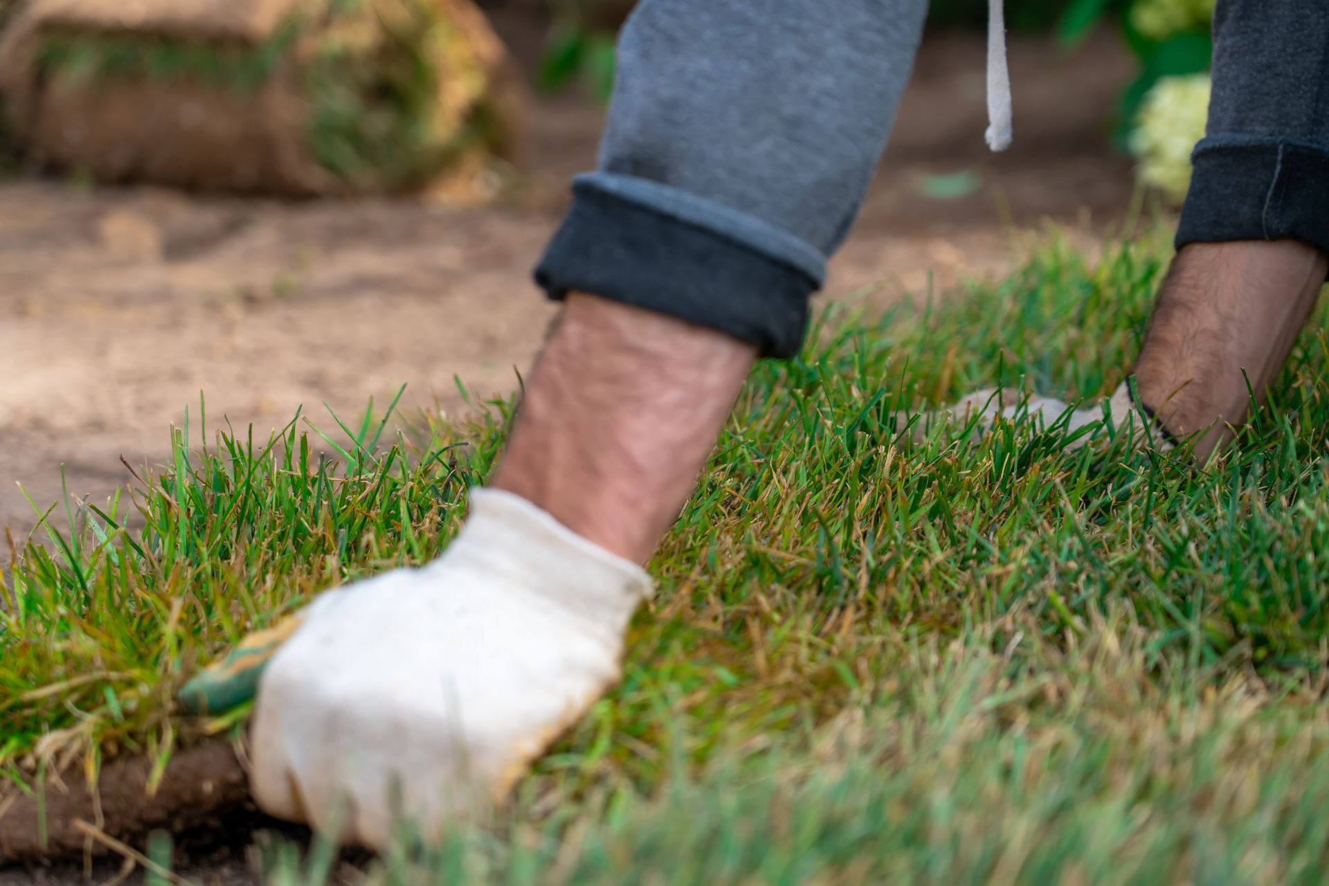Gloved hands planting grass on a lawn close-up