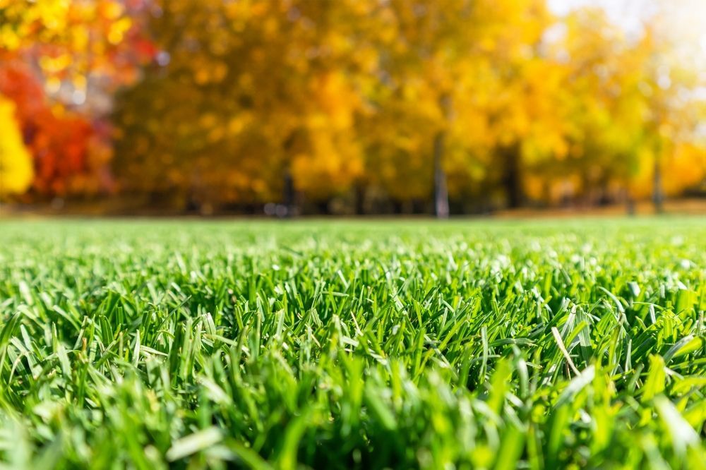 Lush green grass in sharp focus, with blurred autumn trees in the background, illuminated by sunlight.