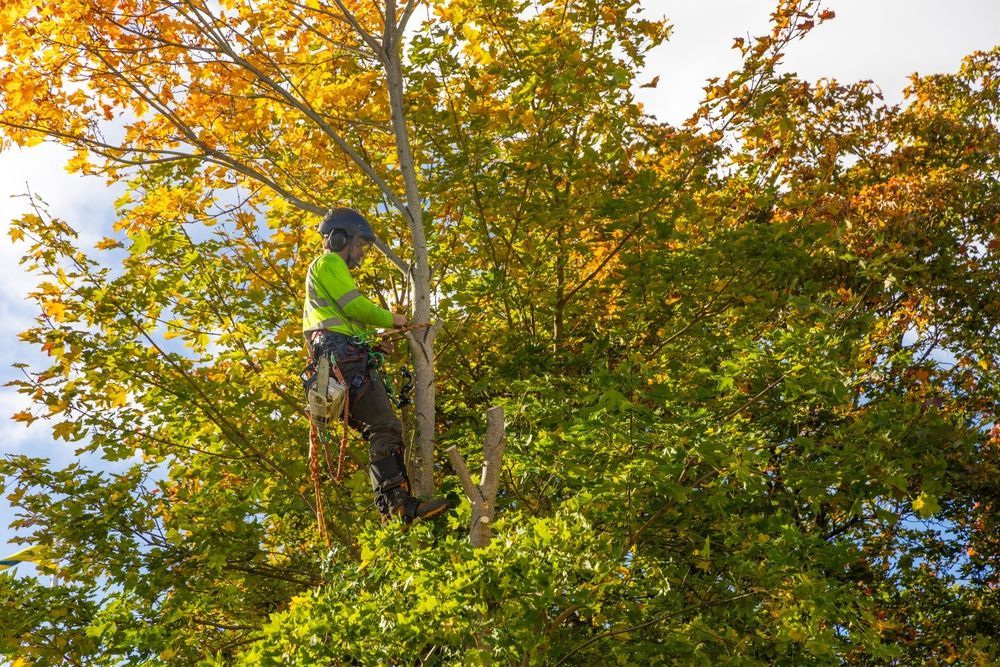 Arborist in a tree wearing a safety vest and helmet, pruning branches.