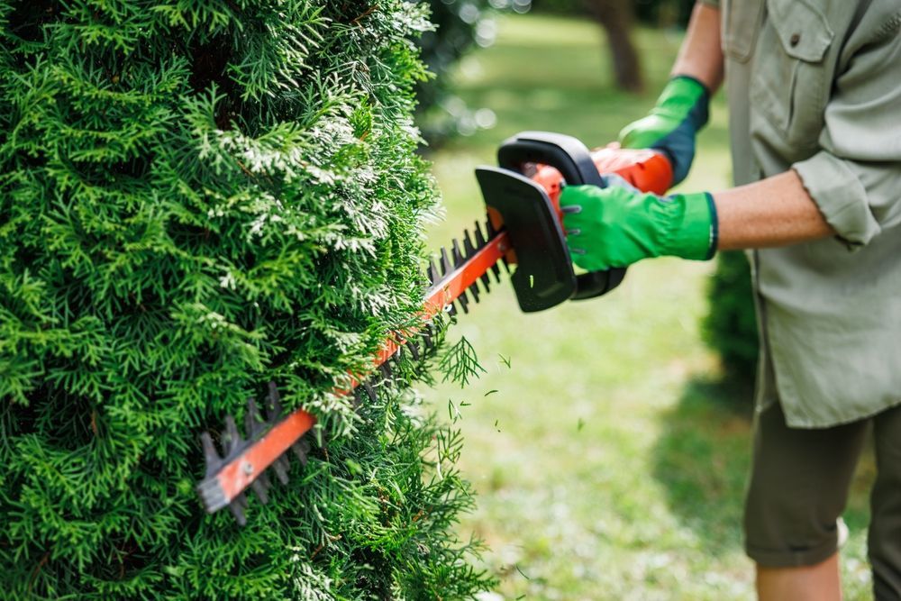 Person trimming a green hedge with an orange and black electric hedge trimmer, wearing green gloves.