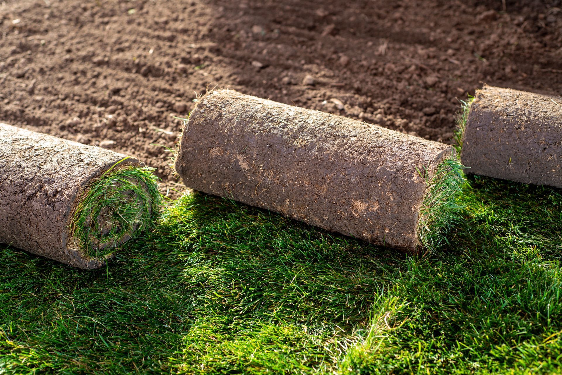 Rolled sod strips laid on soil, with bright green grass beginning to grow beneath them