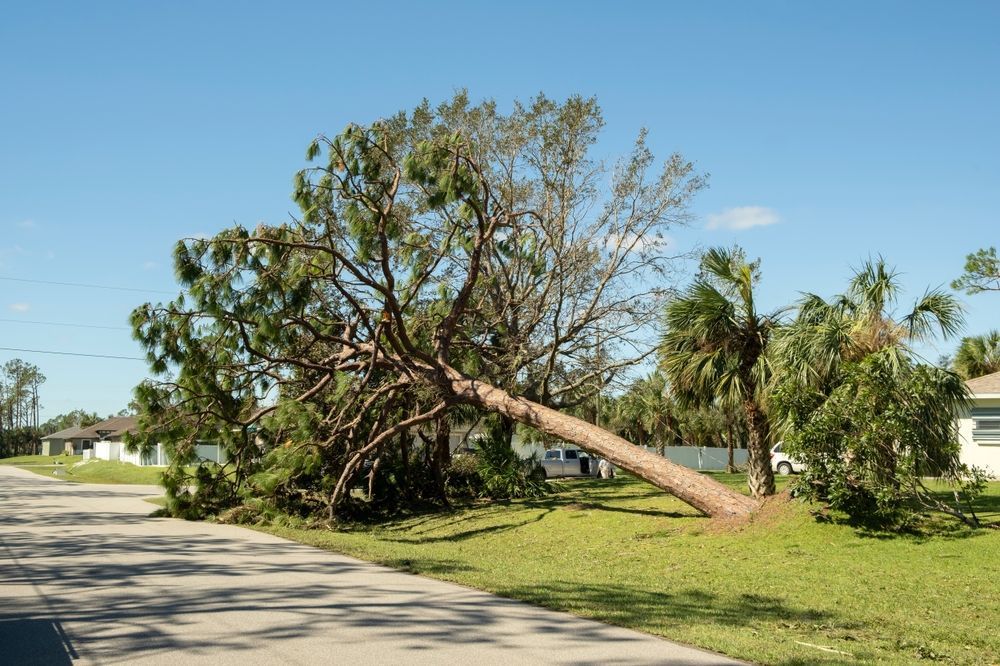 Fallen tree blocking a residential street, on a sunny day.