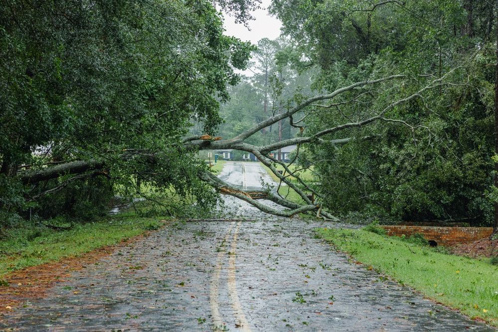 Fallen tree blocks a wet road in a forested area; green foliage, cloudy sky.