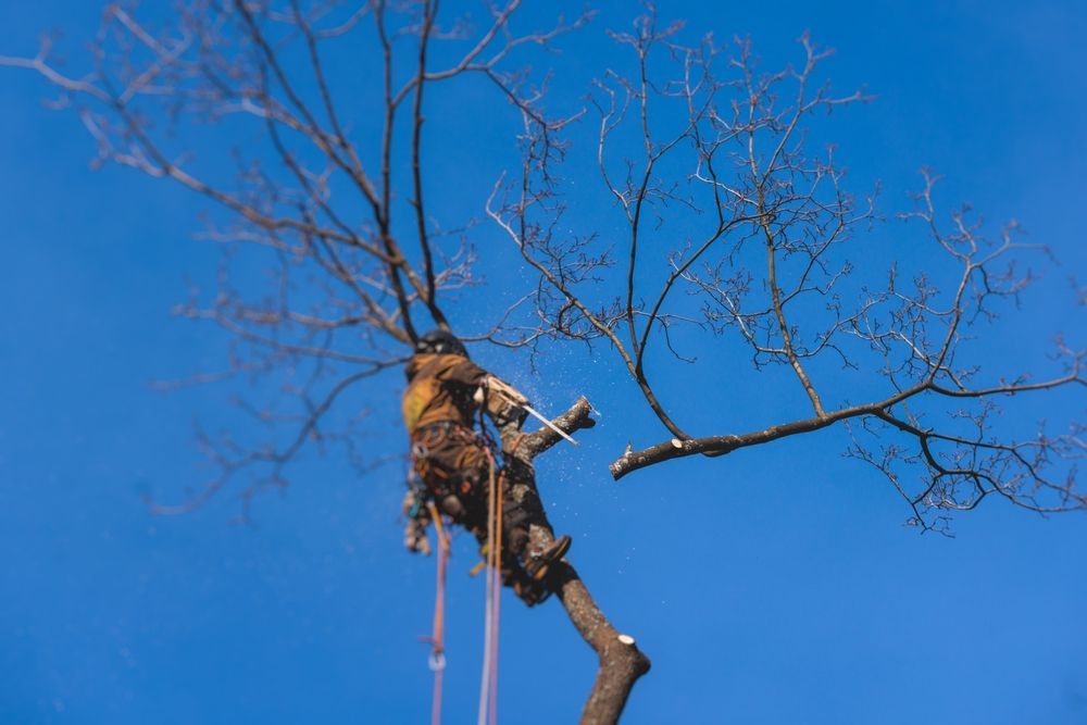 Arborist in a tree trimming branches against a bright blue sky.