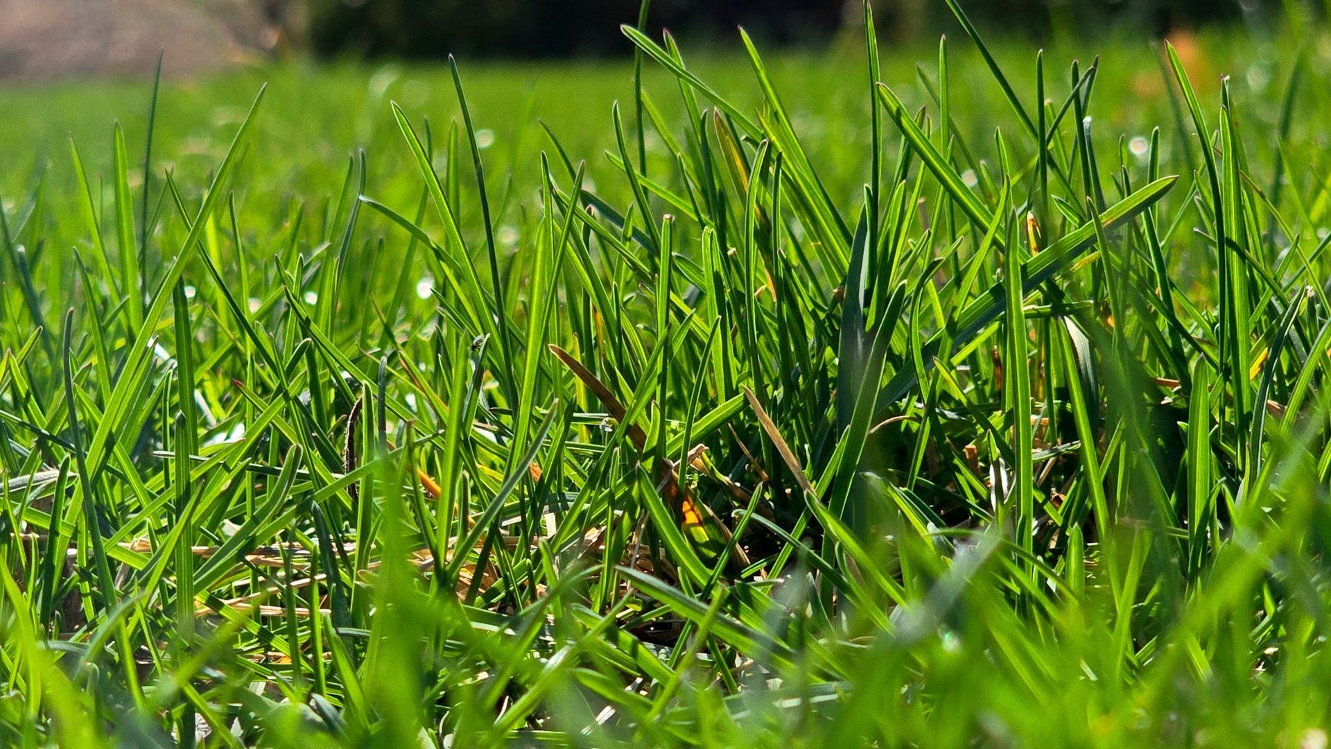 Close-up of green grass blades in bright sunlight with a blurred natural background