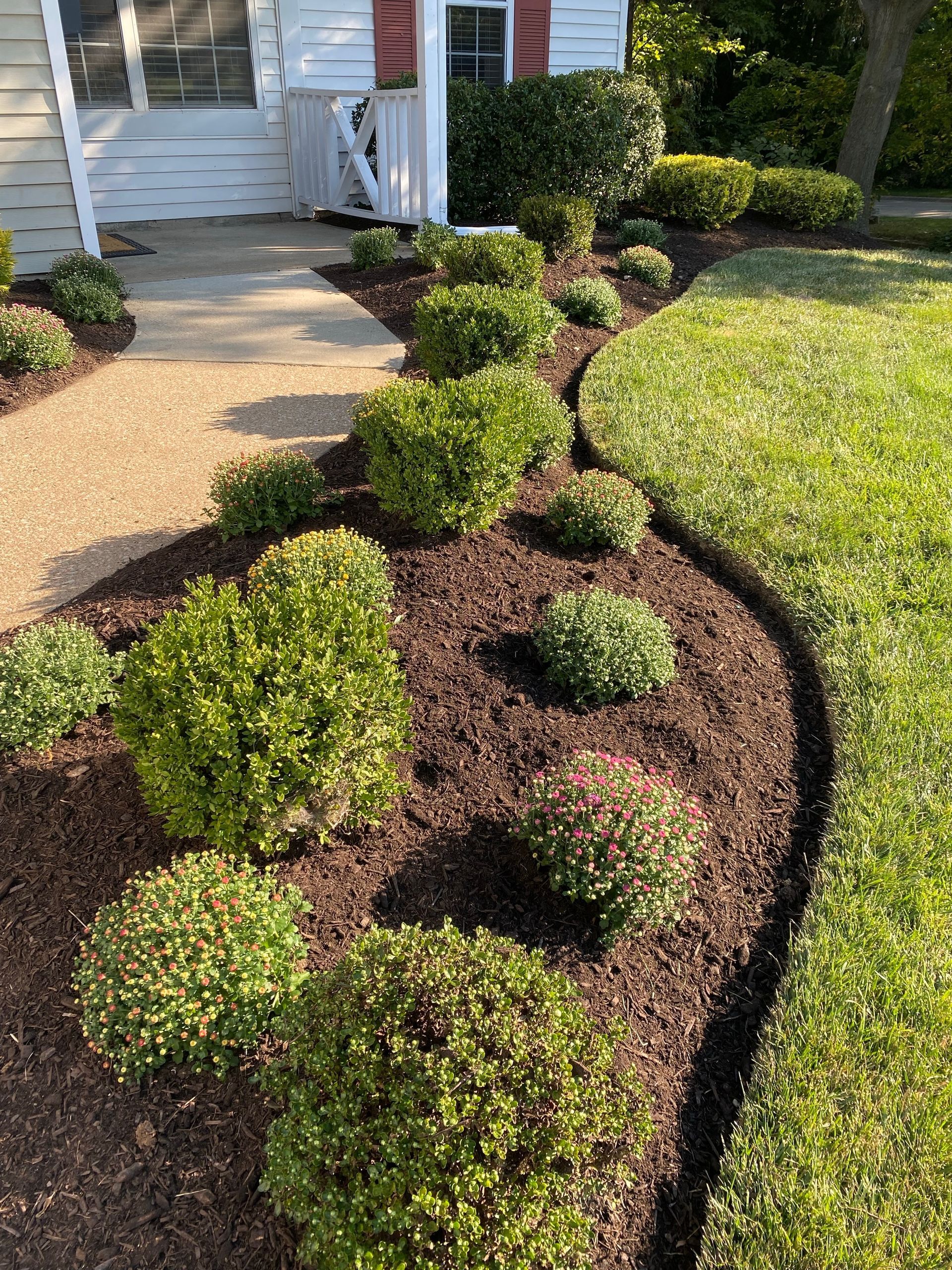 Curved mulch border with trimmed green shrubs along a walkway by a house entrance