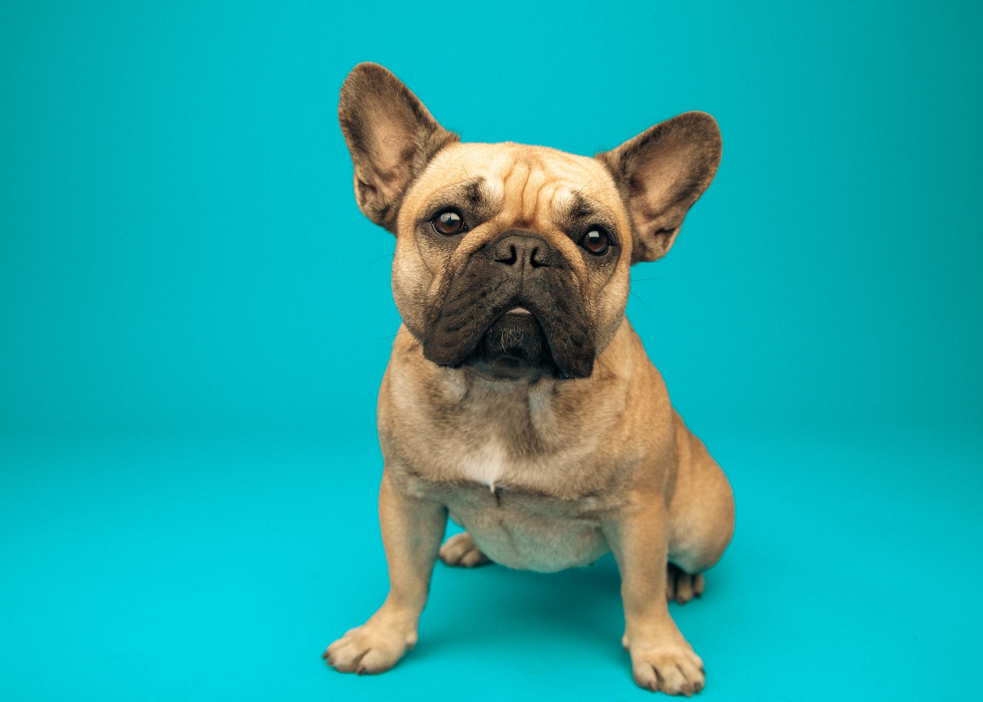 Un bulldog francese è seduto su uno sfondo blu e guarda la telecamera.