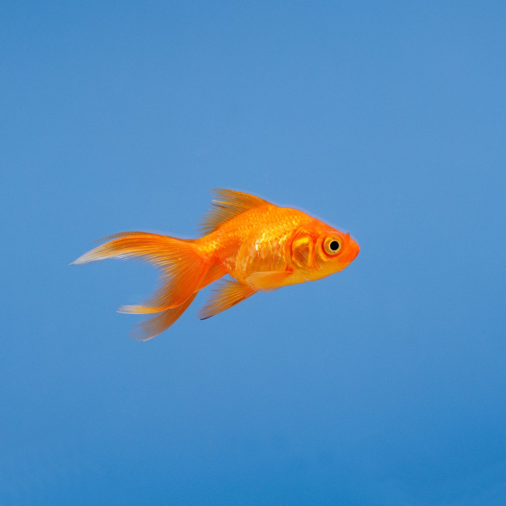 Un pesce rosso nuota nel cielo blu.