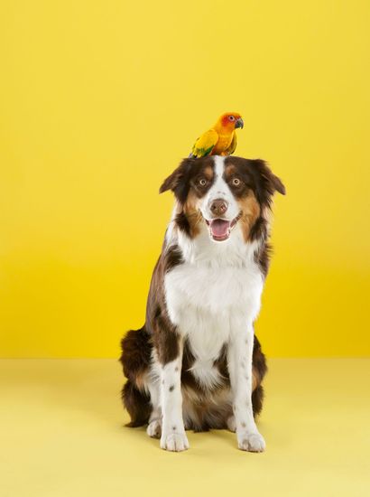 Un cane con un pappagallo sulla testa è seduto su uno sfondo giallo.