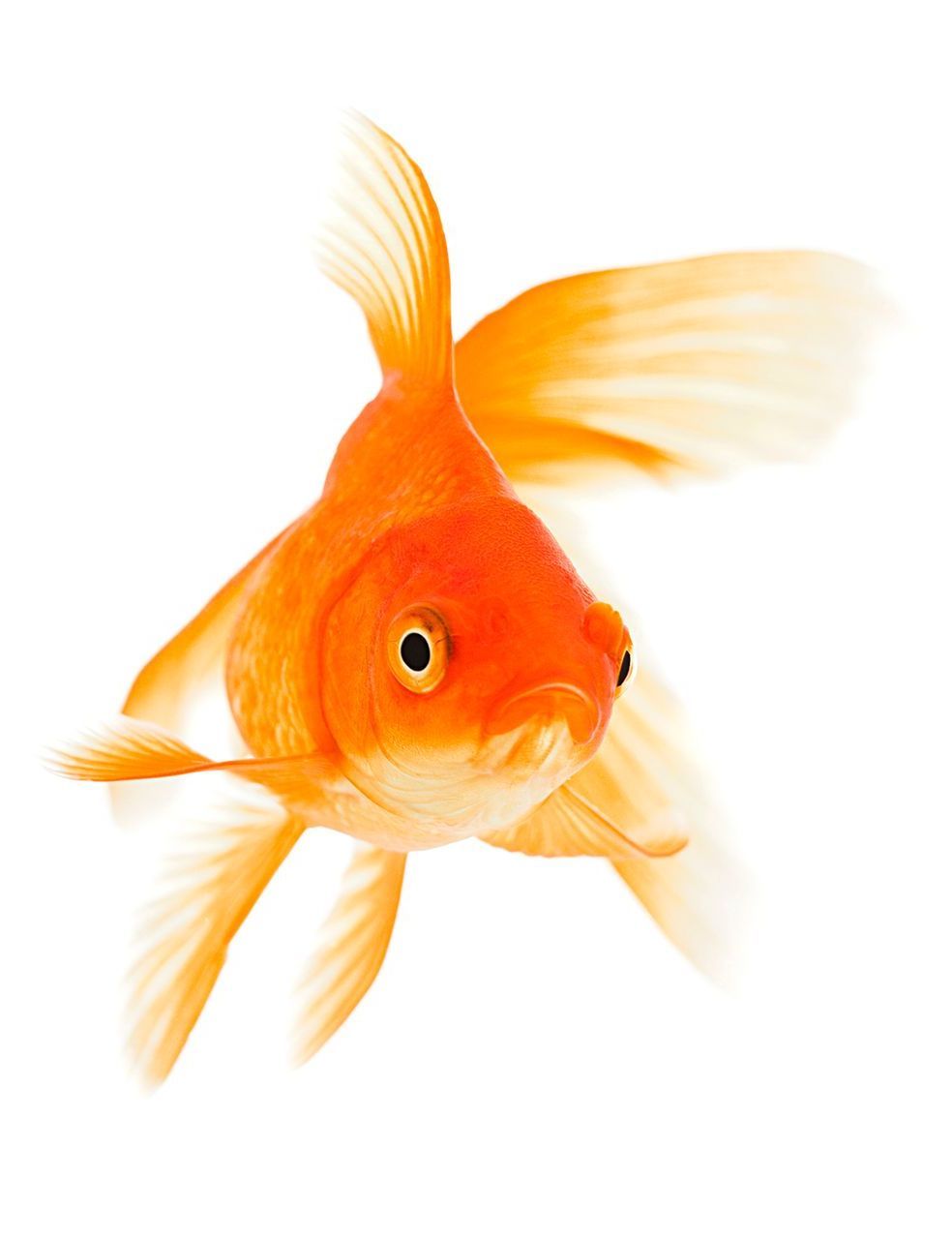 Un primo piano di un pesce rosso su uno sfondo bianco