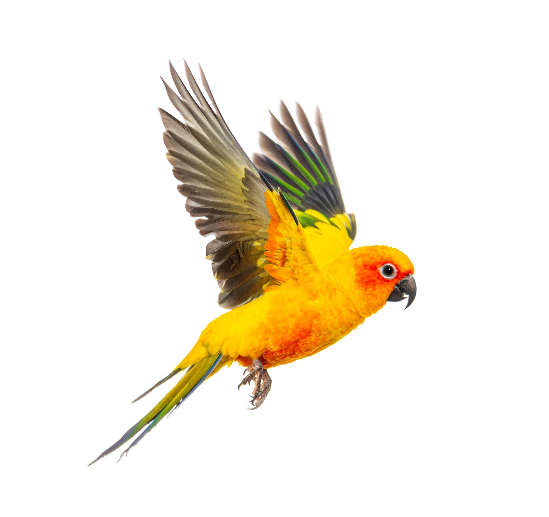 Un pappagallo giallo e arancione vola su uno sfondo bianco