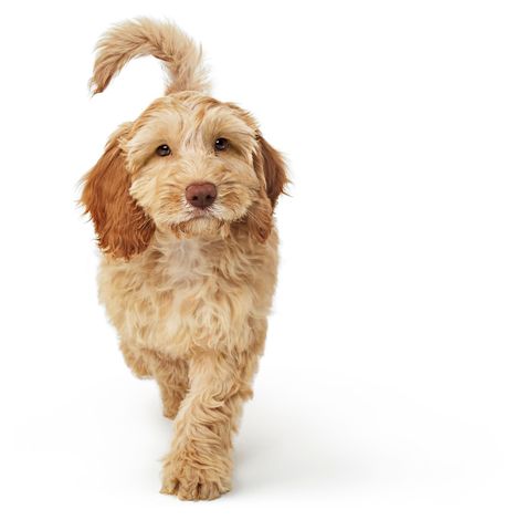 Un cucciolo marrone cammina su uno sfondo bianco.
