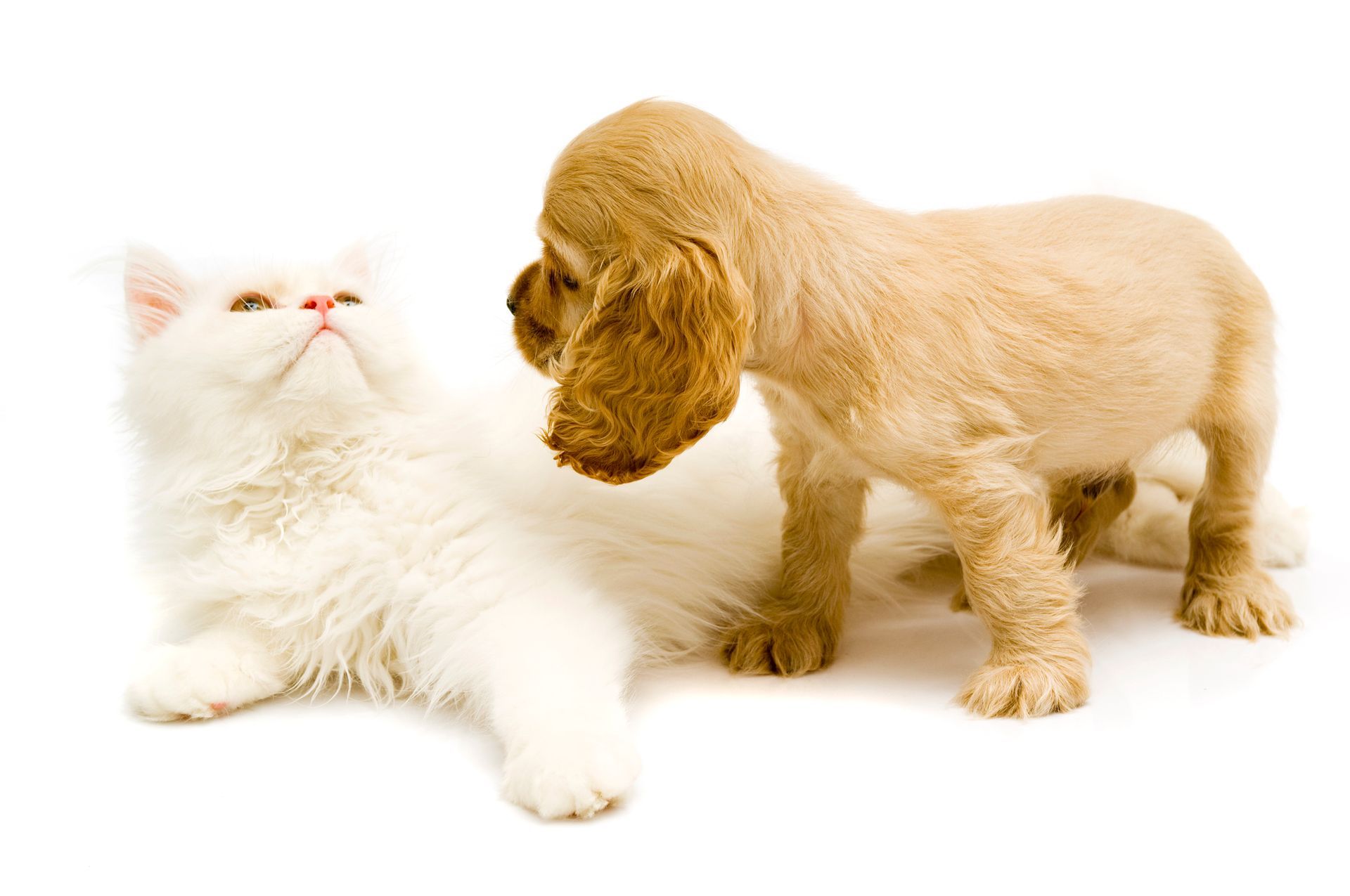 Un cucciolo e un gatto sono in piedi uno accanto all'altro su uno sfondo bianco.