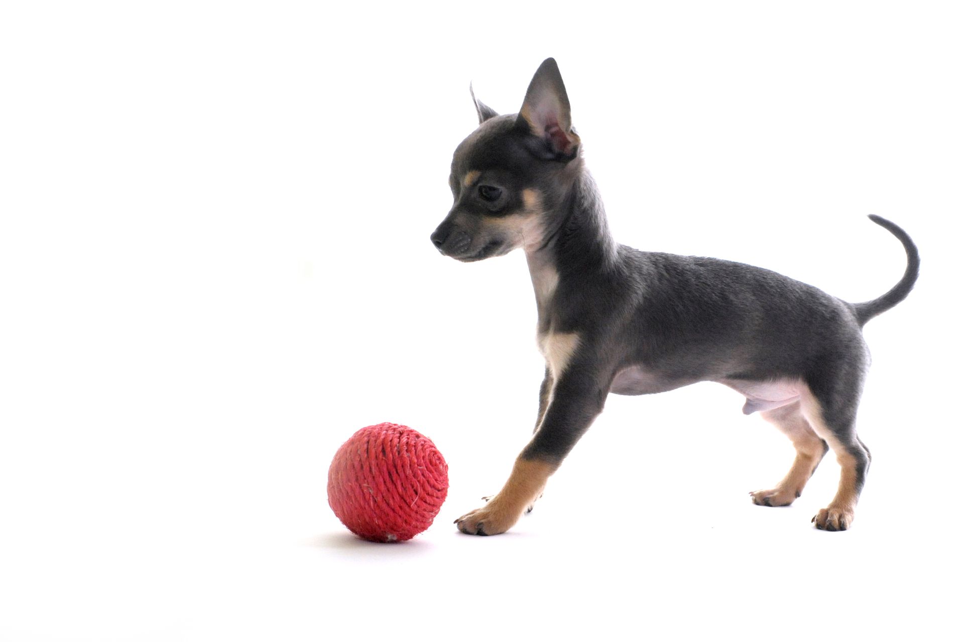 Un cagnolino sta giocando con una palla rossa