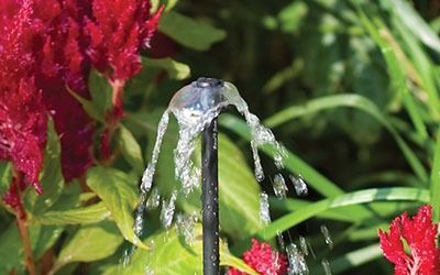 A close-up of a black irrigation sprinkler head spraying water over red flowering plants in a garden.