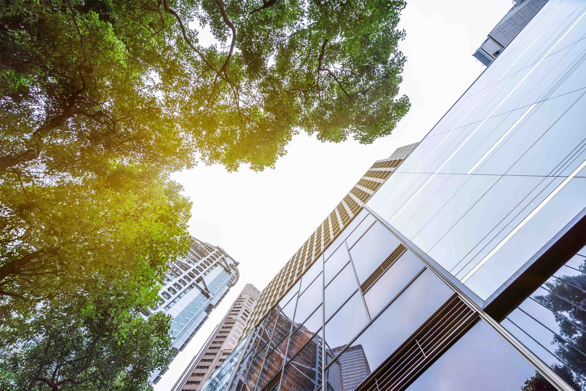 Corporate building with trees