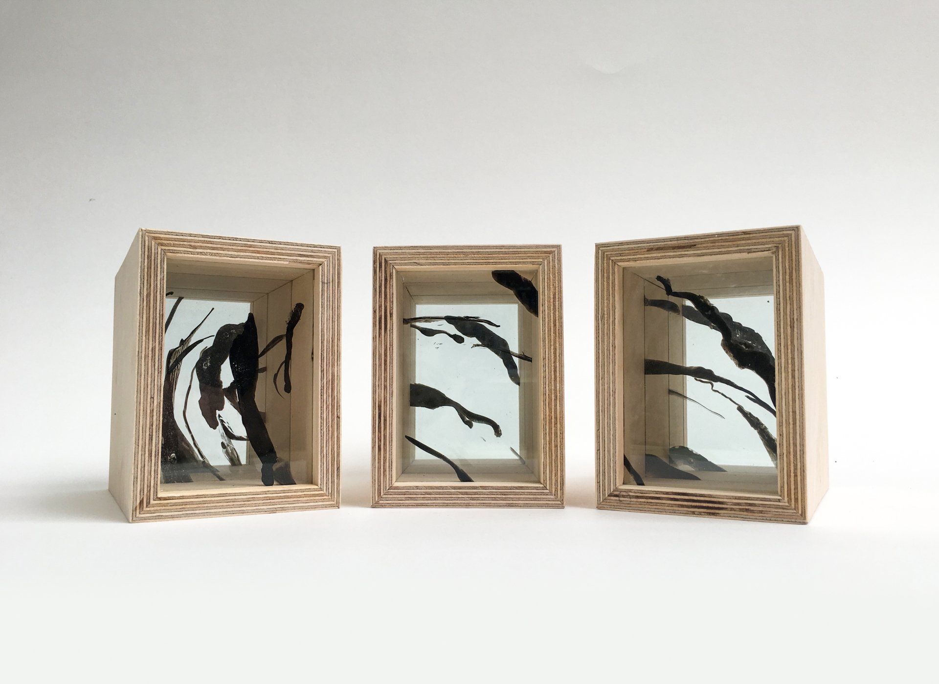 Schreeuw van de meerkoet