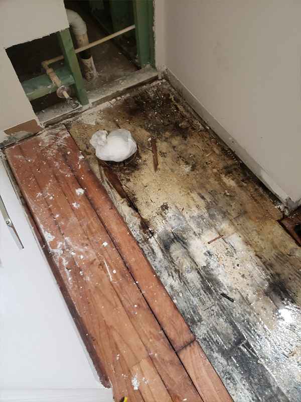 Mold Remediation Services in Canton, GA