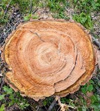 Stump — Stump Grinding in Woodland Park, NJ