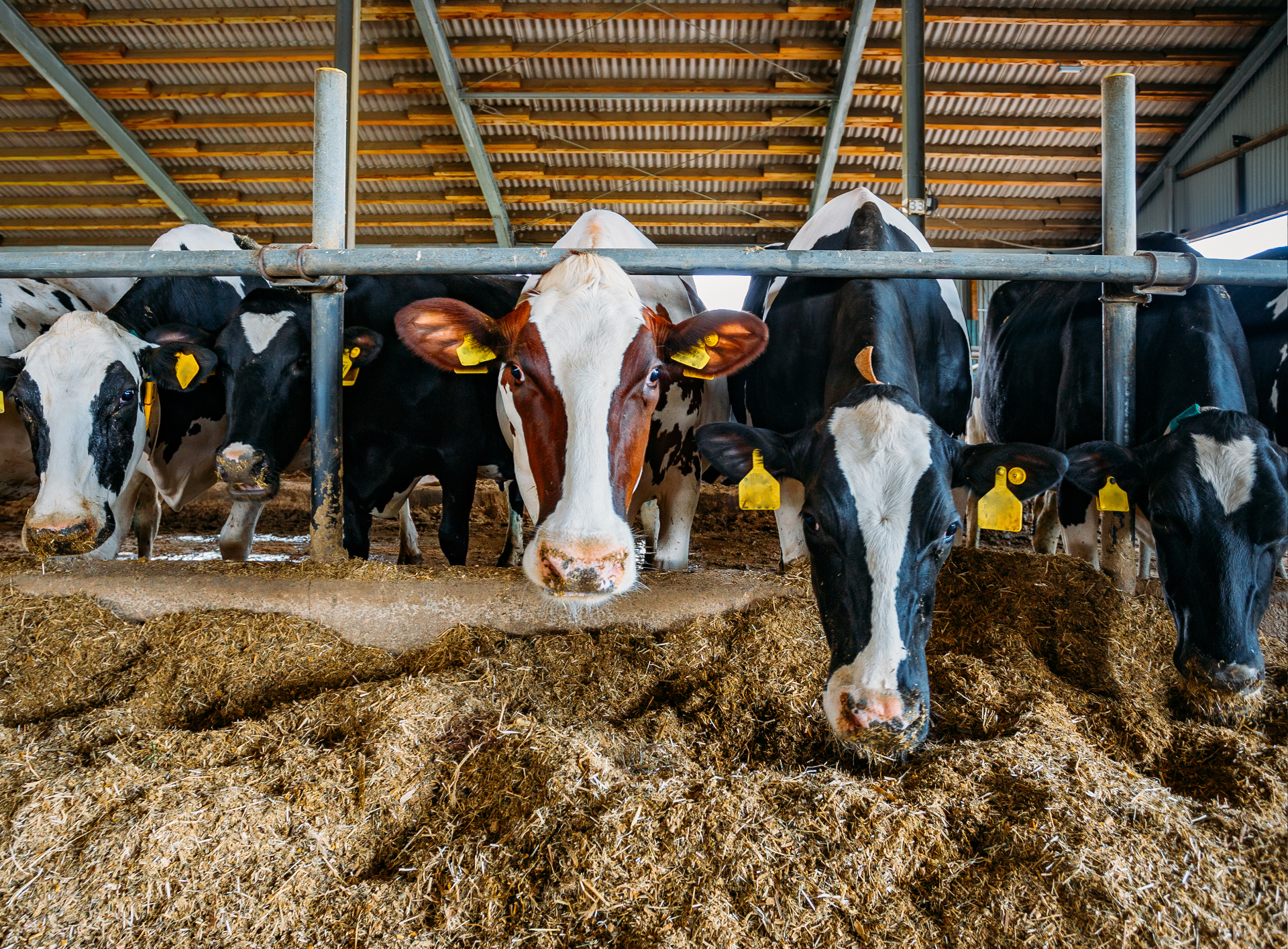 A herd of cows are eating hay in a barn.