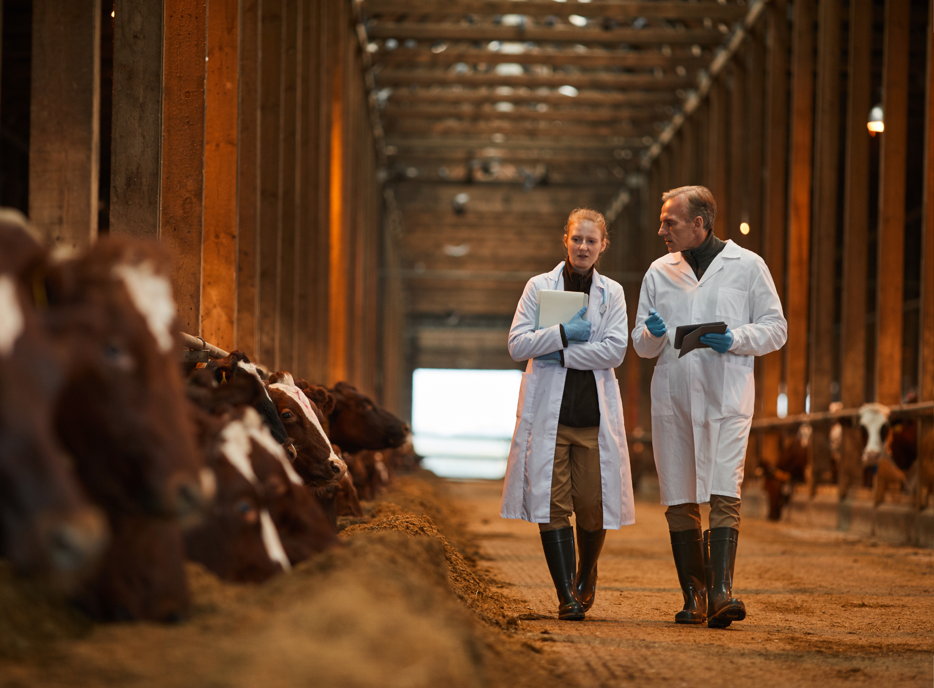 A man and a woman are walking in a barn with cows.