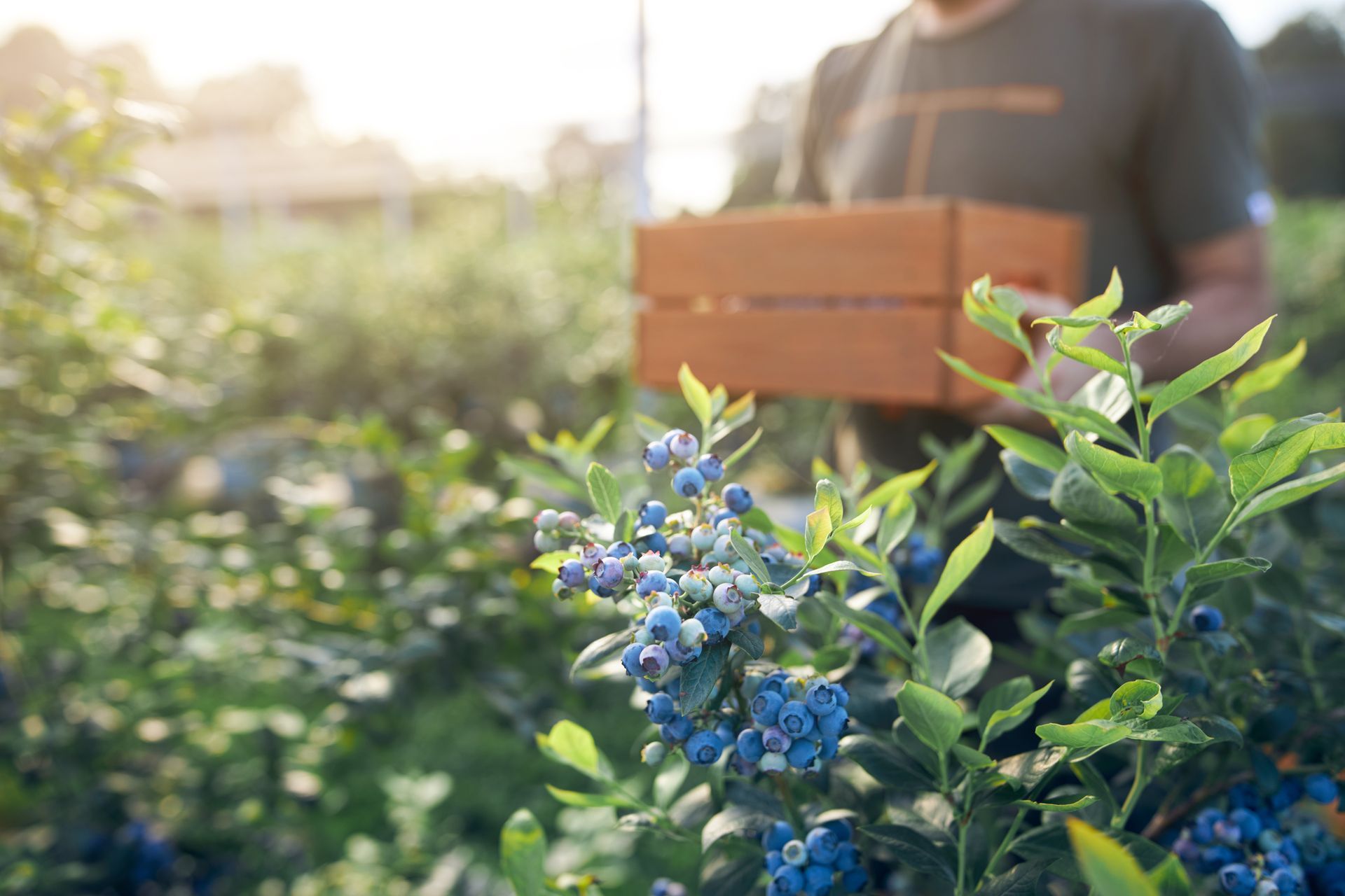 A man is picking blueberries in a field and holding a wooden box.