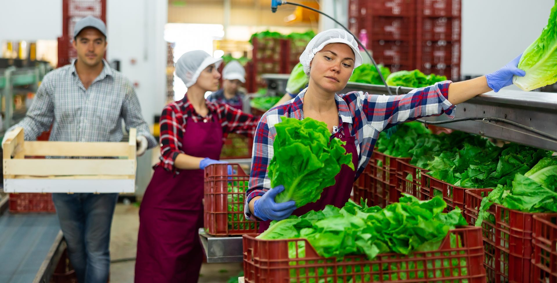 A group of people are working in a vegetable factory.