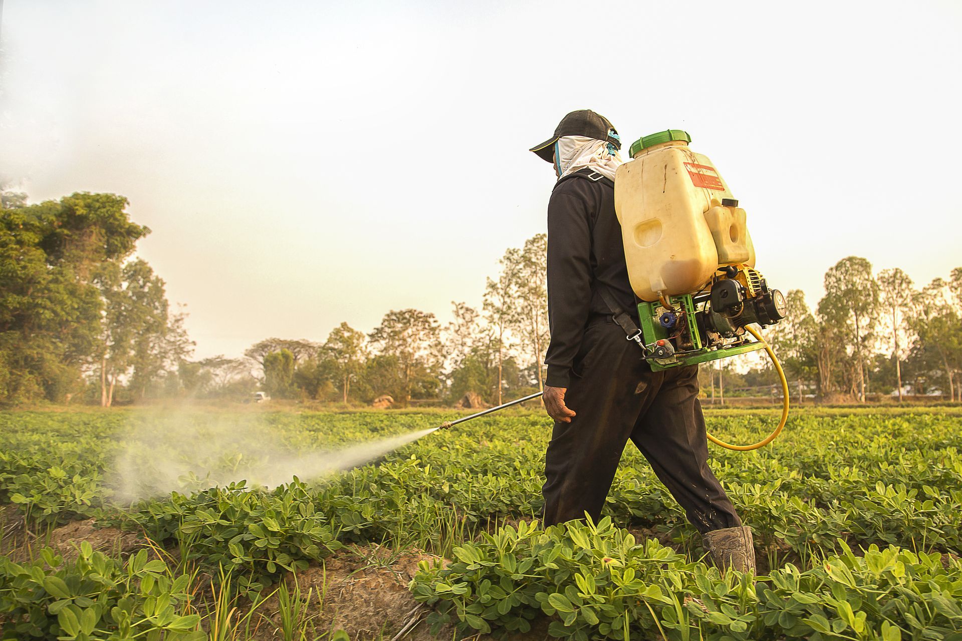 A man is spraying a field of plants with a backpack sprayer.