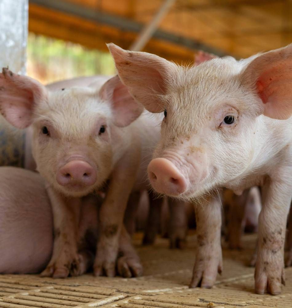 National Value Exchange Camoaign