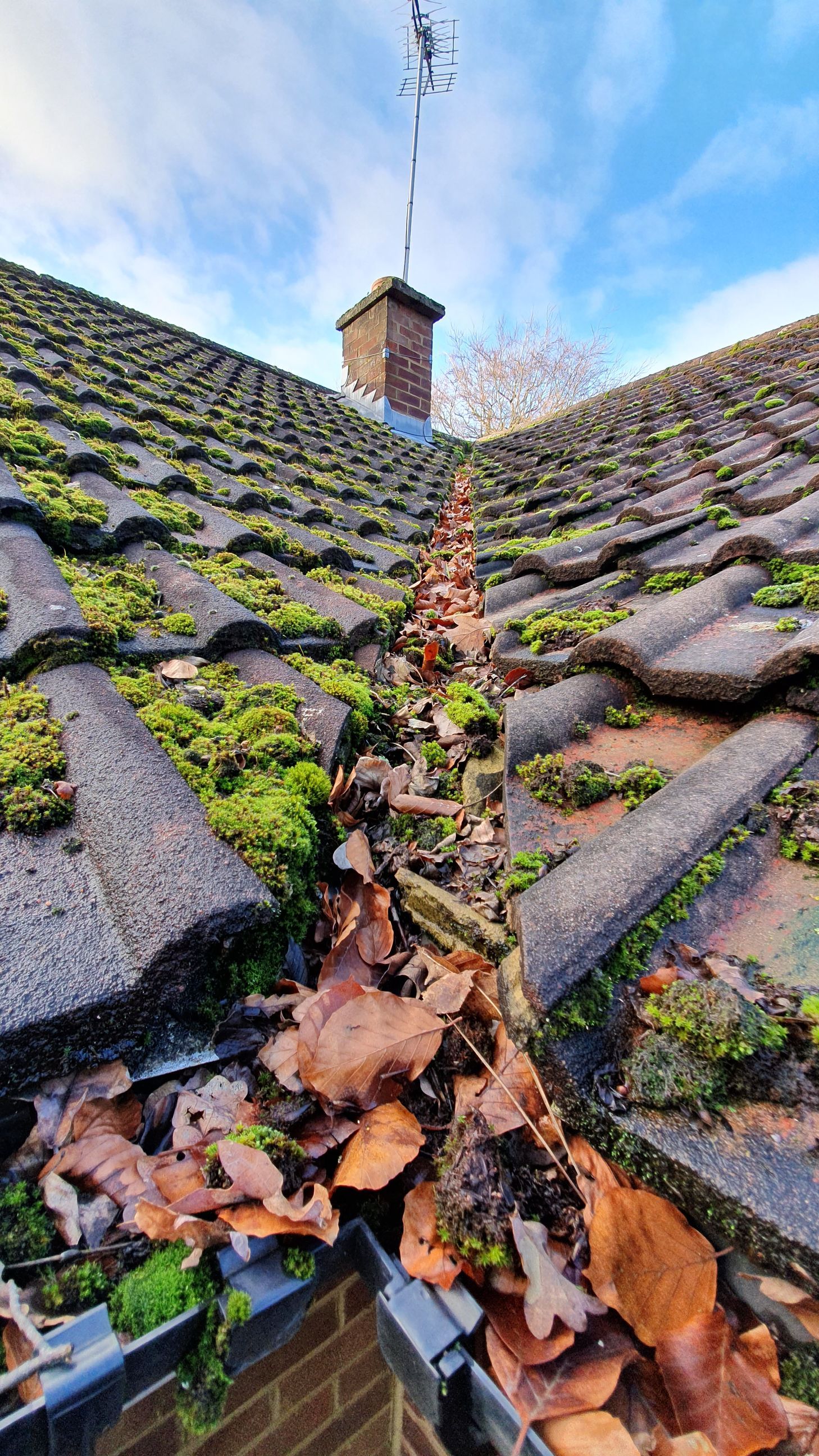 A gutter filled with leaves and moss